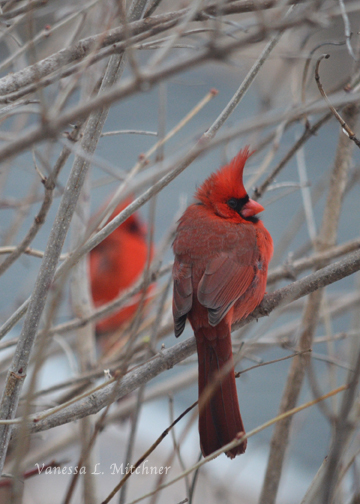 Northern Cardinals, photo by Vanessa L. Mitchner