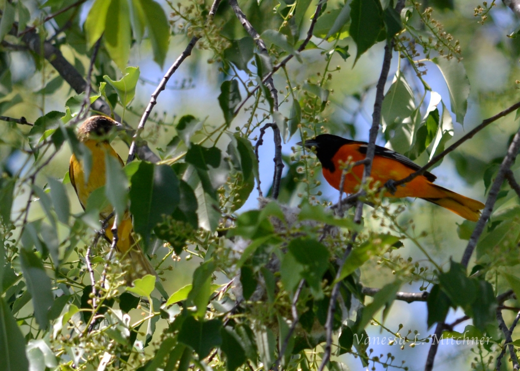 Photo of two Baltimore Orioles (female left, male right) on their nest in a Wild Cherry Tree. Photo by Vanessa L. Mitchner.
