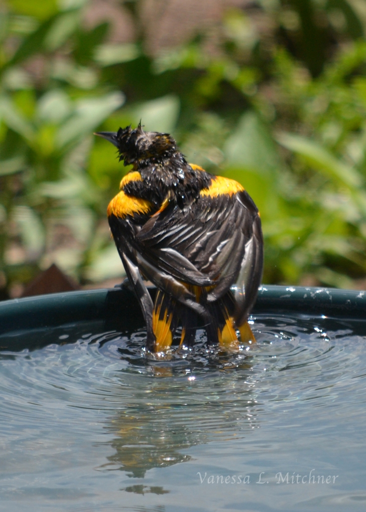 A photo of a male Baltimore Oriole just taking a bath. Photo by Vanessa L. Mitchner