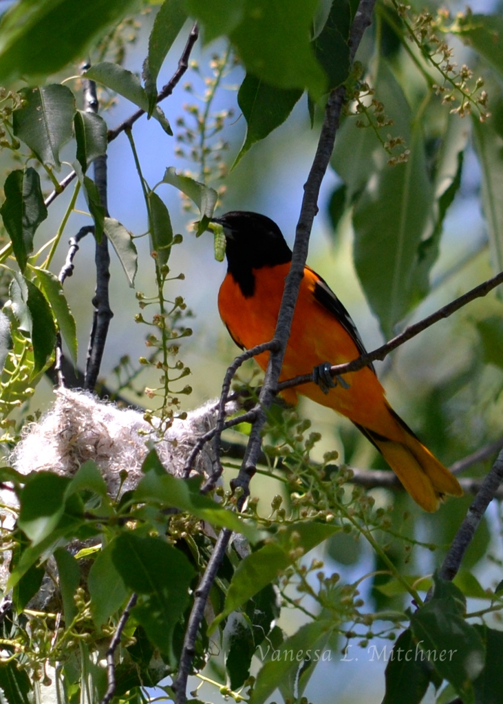 Photo of A male Baltimore Oriole on the nest with a worm in his beak. (Photo by Vanessa L. Mitchner)