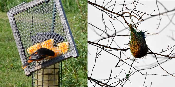 Photo of A Baltimore Oriole on an orange feeder and a nest still hanging from the year before. Photos by Vanessa L. Mitchner